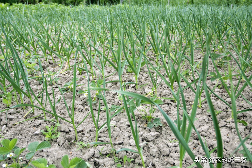芦笋见大蒜，迟早必落难，芦笋见香菜，神气又豪迈。是啥意思？