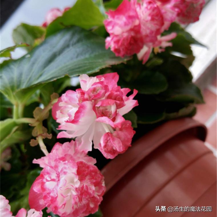 四季海棠暖气房养为啥不开花,四季海棠每年什么时候发芽开花