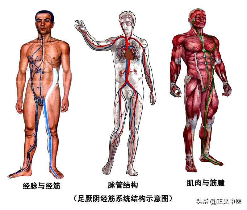 中医经筋对接视频教程,中医经络与筋脉区别