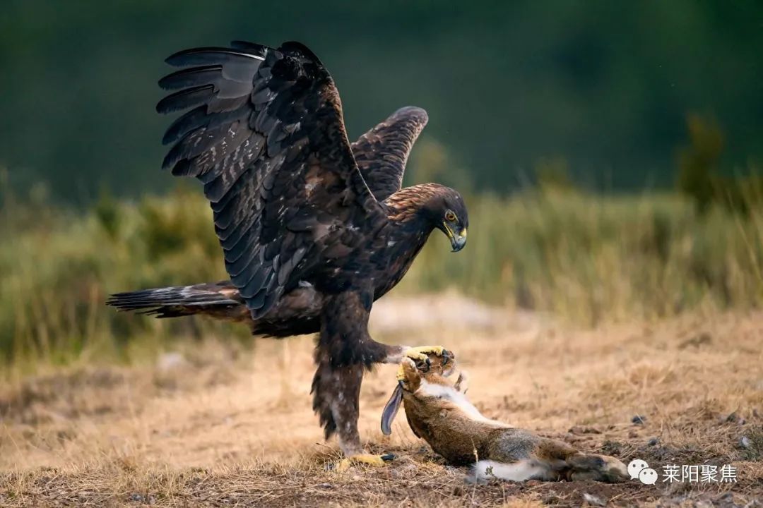 莱阳用电捕兔,莱阳猎兔