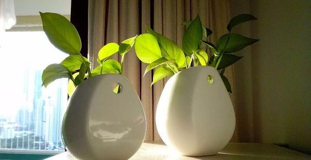 绿萝长高了爬满电视墙好吗,绿萝长得快用什么