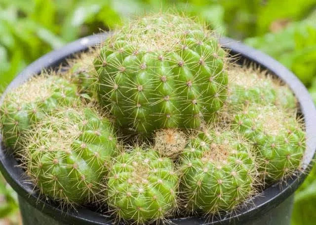 央视十大除甲醛植物排行榜,绿萝栀子花室内花卉植物除甲醛