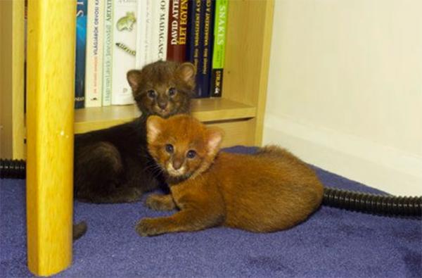 美洲豹和豹猫的相同之处,美洲豹和花豹的区别讨论