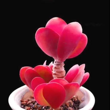 多肉植物科普讲解,林草科普活动方案