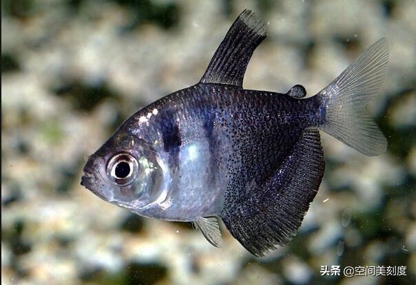 水中精灵鱼儿戏水,水中精灵鱼缸