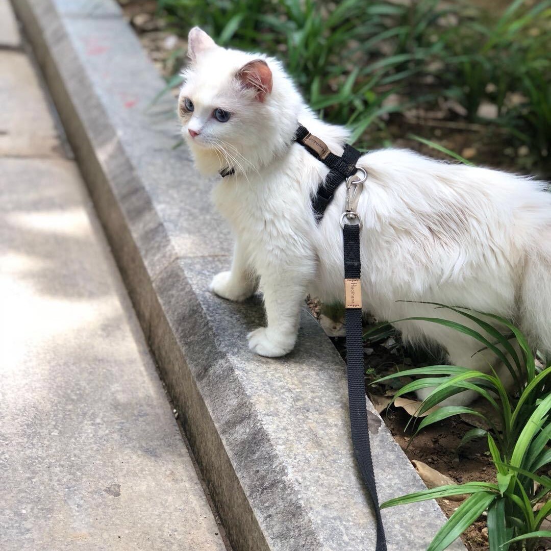 美国宠食真相网站2021认可猫狗粮榜单出炉，6款大陆有售