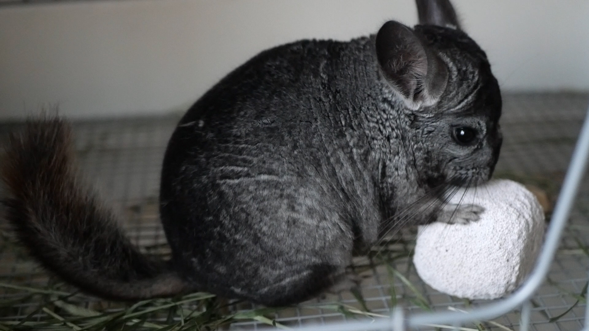 龙猫好养吗有什么优缺点,龙猫身上有味道吗