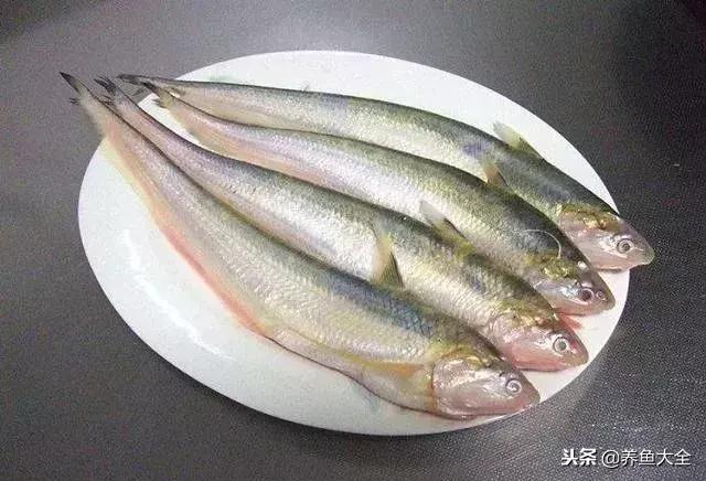 最贵的海水观赏鱼排名前十名,中国最贵的观赏鱼排行榜top10