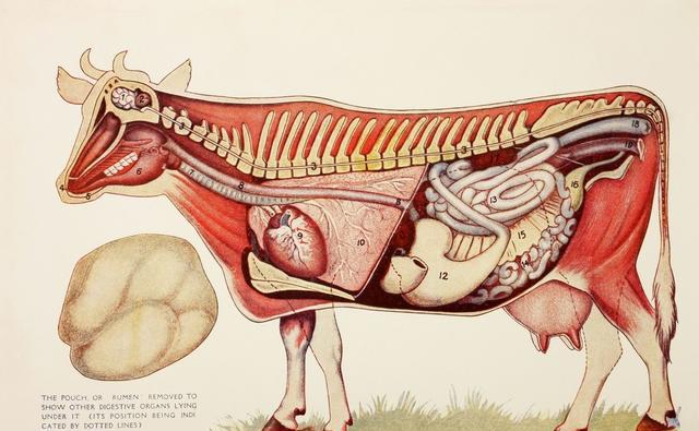 奶牛身上开洞是怎么回事,牛身开洞是什么原因