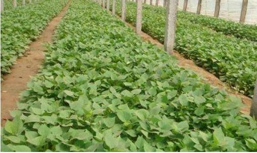 爱心助农米面粮油推销宣传,爱心助农蔬菜批发