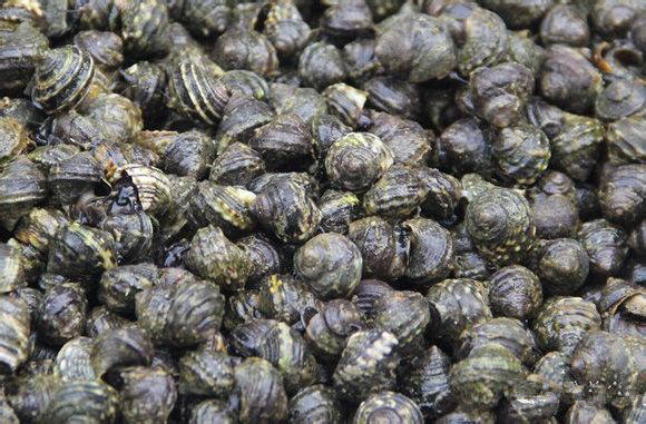 海鲜大全,最全海鲜冷知识