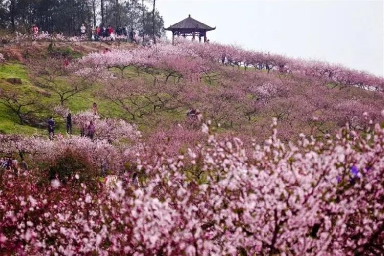 重庆春日踏青哪里好玩,重庆游玩攻略春天赏花