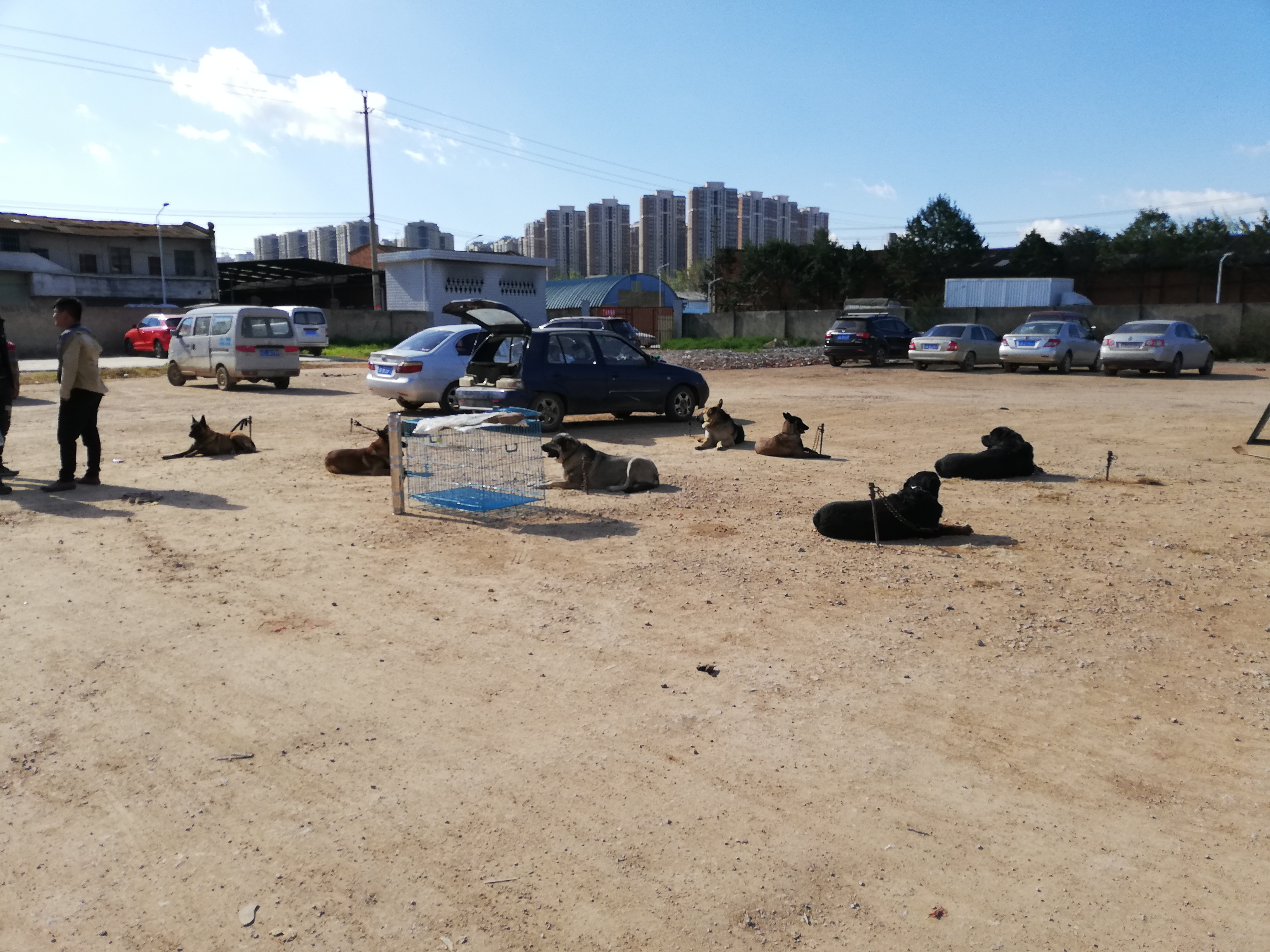 在狗市，成年犬区域人流量稀少且没人购买的原因，你知道吗？