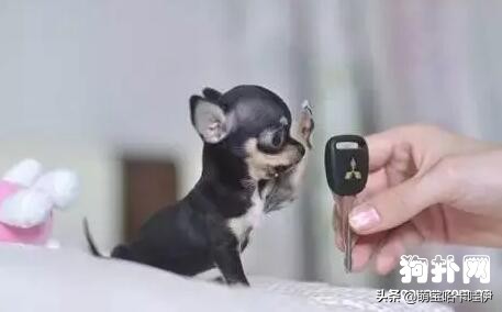 茶杯犬可不可爱会不会咬人,养茶杯犬的好处