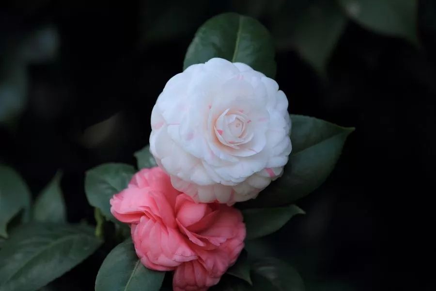 山茶花油真有那么好的护肤效果吗,山茶花护肤