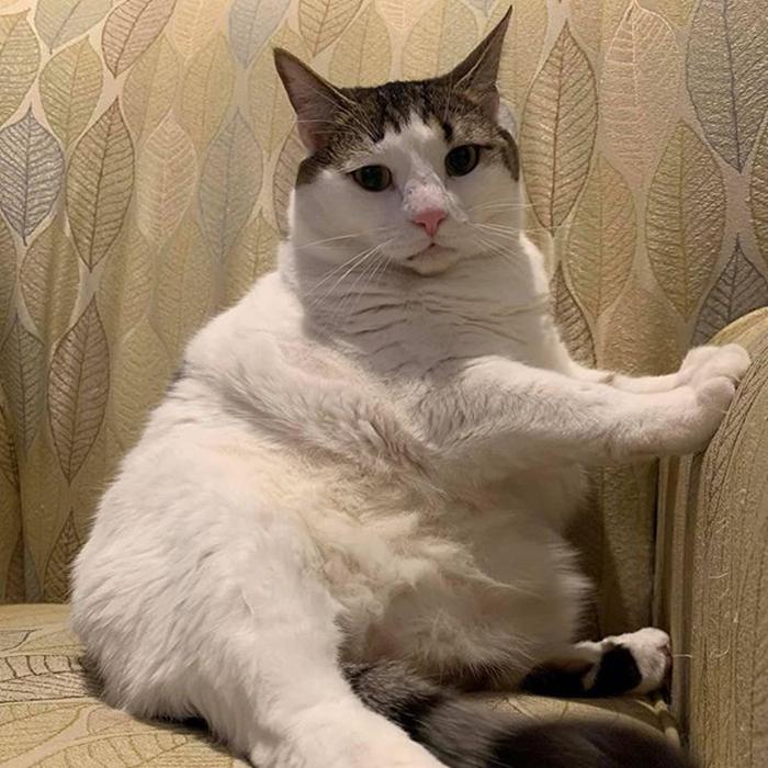 没有屁屁的猫,没有屁股的猫咪