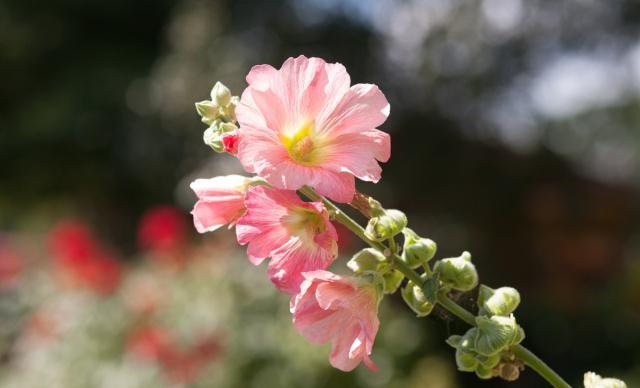 金鱼草的日常养护和注意事项,金鱼草的养殖方法和注意事项图片