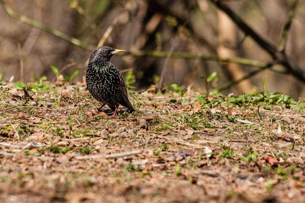 赛鸽挑食怎么解决,手养鸽不吃粮怎么办
