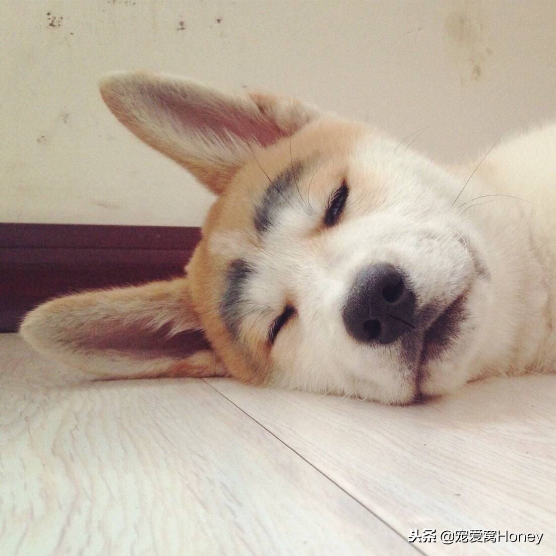 狗狗腹泻的4个预防方法是什么,狗狗腹泻便不成形状