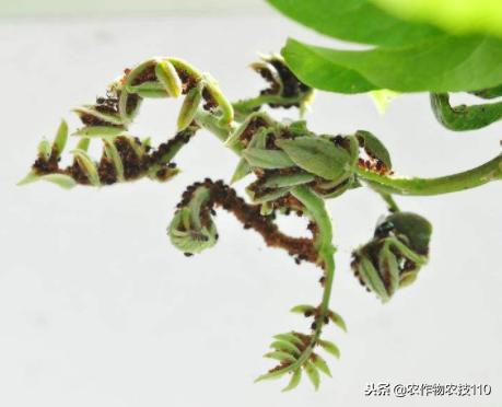 红豆如何高产,红豆高产叶面肥