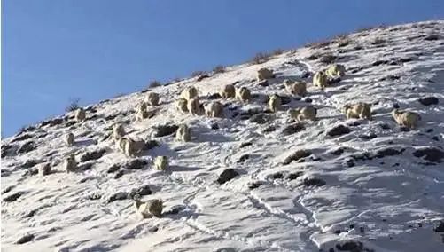 山羊的味道,冰碴驹里,老*疆新**也未必体验过的美味