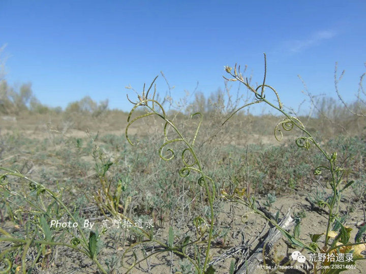 荒野拾遗录,荒野拾遗录完整