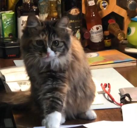 捡到的小奶猫眼睛流脓,捡到的小奶猫眼睛一直有眼屎