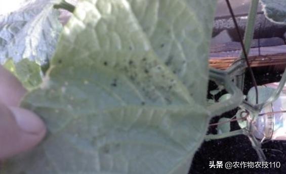 甜瓜品种更香更甜更高产易栽培,冬季大棚甜瓜高产栽培技术