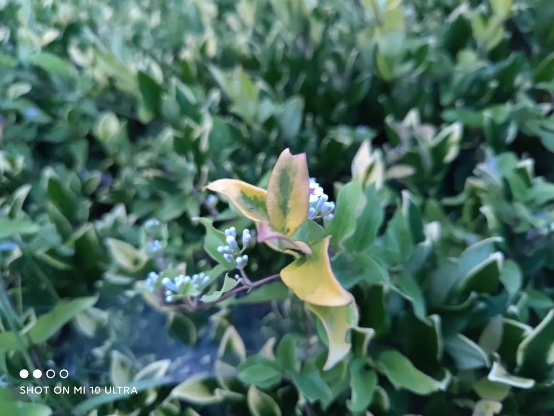 小米10至尊纪念版使用一年感受,小米10至尊纪念版深度评测