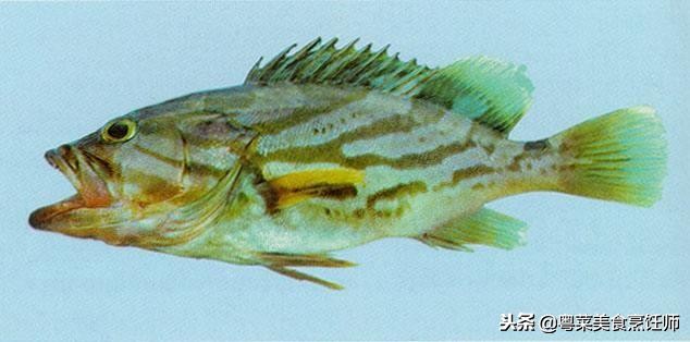 名贵海鲜食材排名,名贵海鱼大全图片