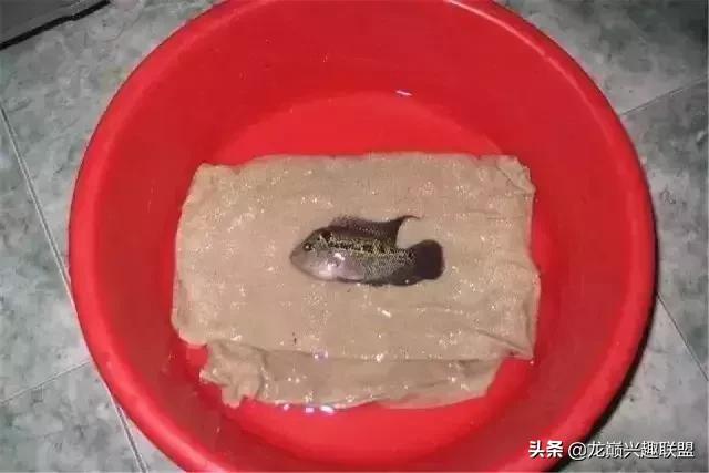 宠物整形有多可怕,宠物美容修脸