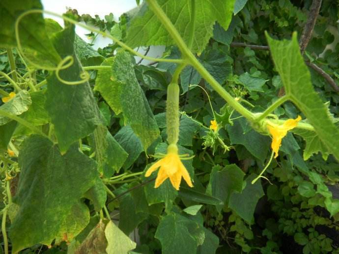 阳台可以种黄瓜吗,阳台种黄瓜施什么肥长得最好