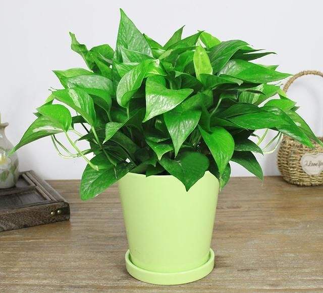 3种“喜水花”，春天多喂一点水，咕噜咕噜窜大个，特喜人