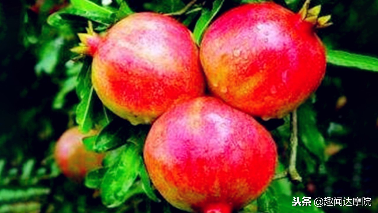 老人说“一个石榴十副药”，到底有什么科学依据？看完长知识了