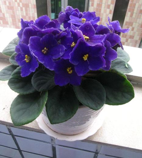 阳台如何养非洲堇,非洲堇怎么养开花多