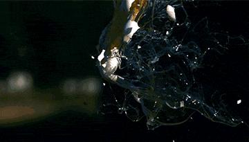 睾丸坏死被迫摘除,老人睾丸切除事件