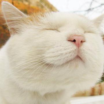 王思聪买房,思聪房产篇