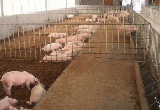 猪伪狂犬病个体治疗方法,猪伪狂犬病的四大症状和防治