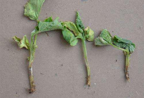 太子参立枯病与猝倒病的区别,猝倒病和立枯病打哪种药好