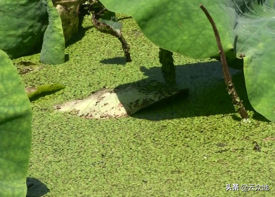 莲藕田浮萍怎么防,浮萍会影响莲藕生长吗