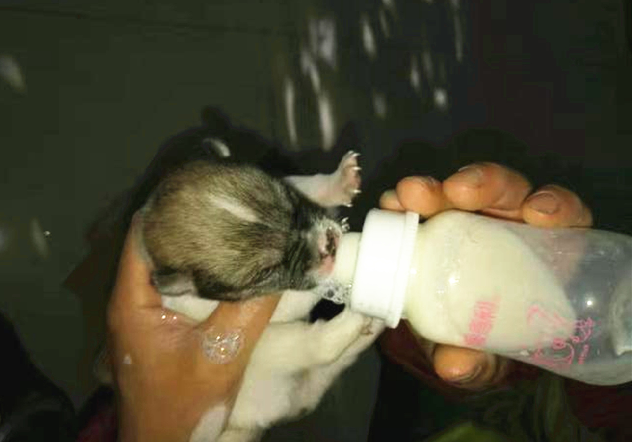 辟谣，山羊奶比牛奶更适合宠物，这一传言背后，其实暗藏风波