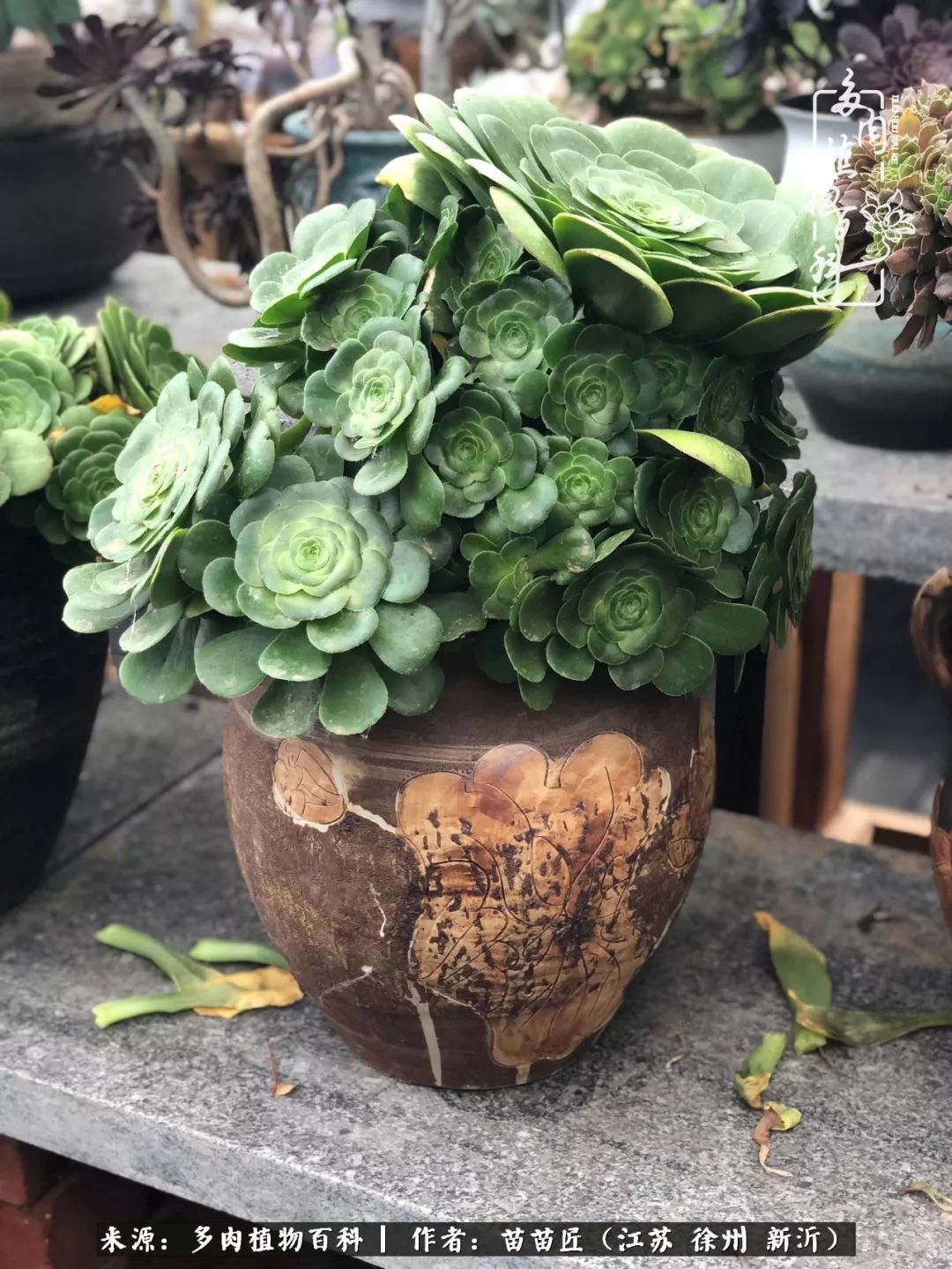 多肉之江湖：众肉友们，修仙渡劫几何了？