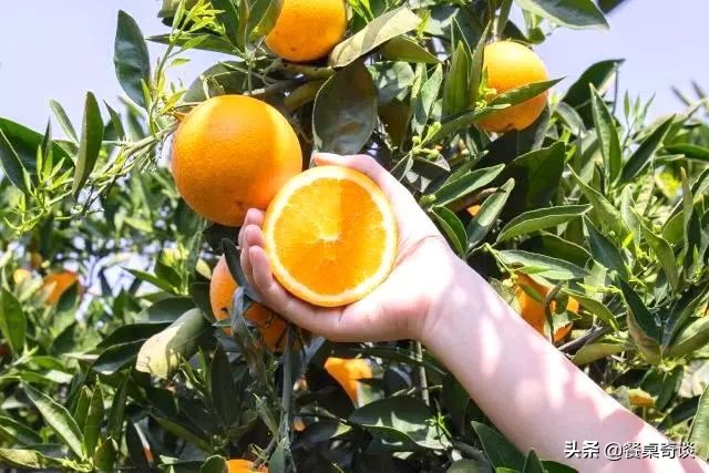 只有在五月能吃到的美食,5月的伦晚脐橙