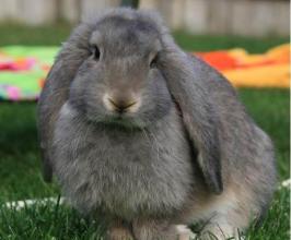 关于兔子有什么迷信吗,兔子误区