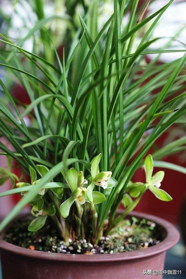 兰花如何养殖才能养得更好,关于兰花的养殖方法和技巧