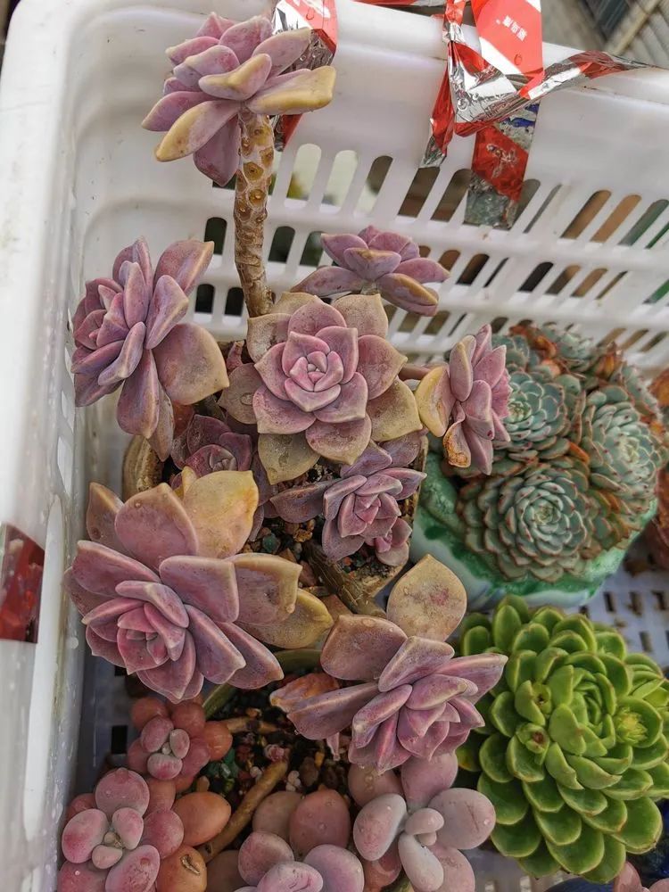 我和多肉,我与多肉