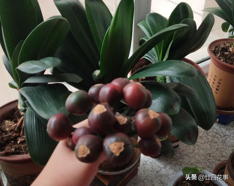 君子兰小苗怎样栽养才能旺盛,用一粒种子如何养出一盆君子兰