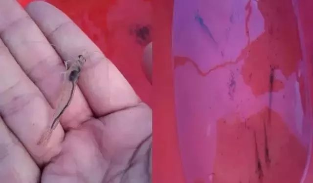 南美白对虾没肠道什么原因,南美白对虾肝脏肠道发红怎么处理