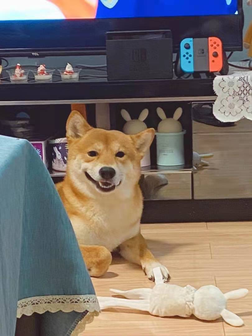 现在柴犬价格是多少真实,柴犬一般多少钱柴犬价格大揭秘