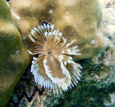 带你们看一下神奇的海底世界,高清60帧海底世界